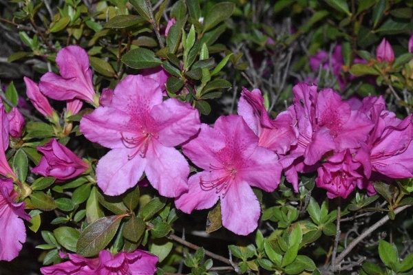 Days Inn by Wyndham Nacogdoches/SFA University/Downtown image 6