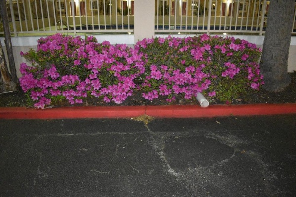 Days Inn by Wyndham Nacogdoches/SFA University/Downtown image 7